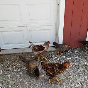 Chicks5