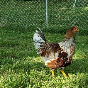 Rooster Poo