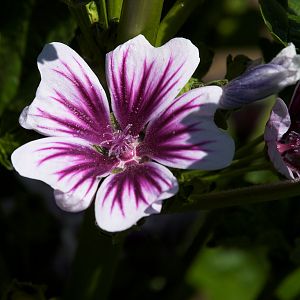 Zebrina_malva_hollyhock_X7046915_07-04-2018-001