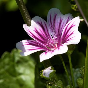Zebrina_malva_hollyhock_X7046921_07-04-2018-001