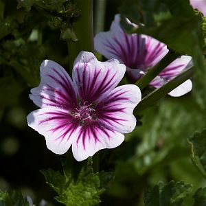 Zebrina_malva_hollyhock_X7046913_07-04-2018-001