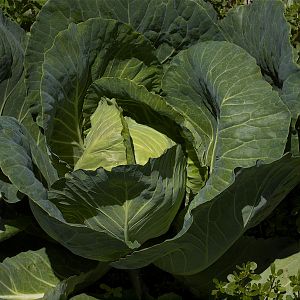 Cabbage_X7046911_07-04-2018-001