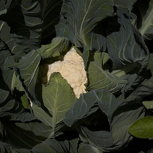 Cauliflower_X7046912_07-04-2018-001