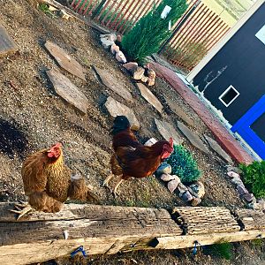 Chicken Garden 3 (2)