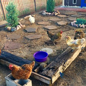 Chicken Garden 7 (2)