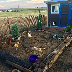 Chicken Garden 22 (2)
