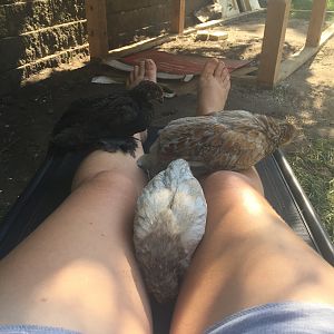 Chicken Legs