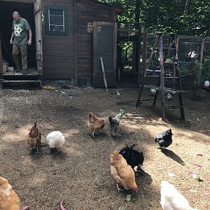Chicken yard completion...