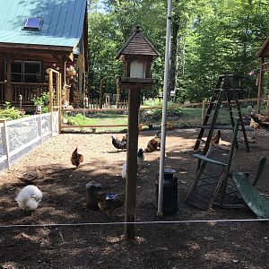 Chicken yard completion...