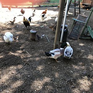 Chicken yard completion...