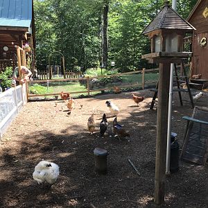 Chicken yard completion...