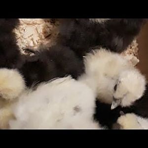 Baby Silkie Chicks! - YouTube