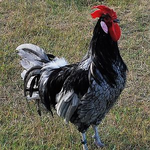 Show Quality Blue Andalusian