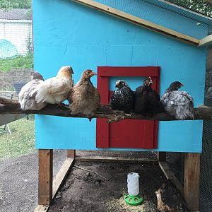 Roosting in the Run