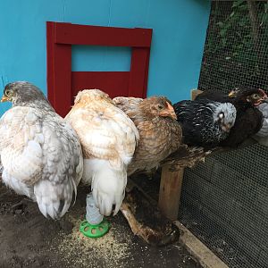 Roosting in the Run
