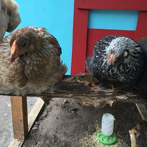 Diamond & Oreo