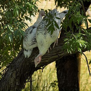 Sweetgrass_turkey_X7176932_07-17-2018-001
