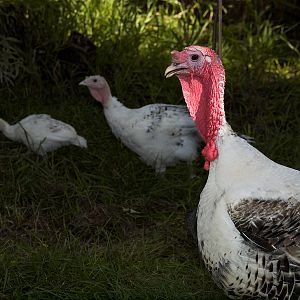 Sweetgrass_turkey_X7176942_07-17-2018-001
