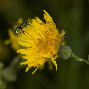Emerald_wasp_X7216975_07-21-2018-001
