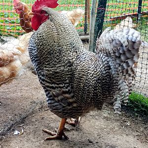 Barred Rock #2
