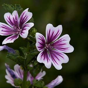 Zebrina_malva_hollyhock_X8016990_08-01-2018-001