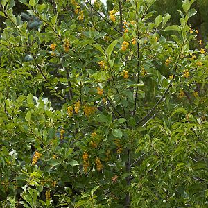 Yellow_chokecherry_X8016983_08-01-2018-001