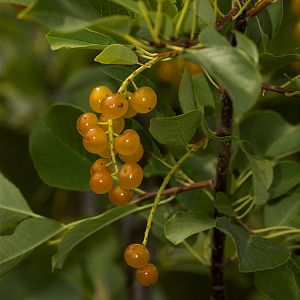 Yellow_chokecherry_X8016984_08-01-2018-001