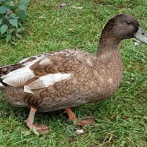 20180809_drake 1