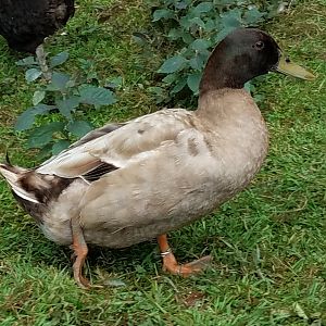 20180809_drake 2