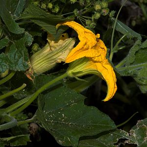 Pumpkin_blossom_male_X8097072_08-09-2018-001