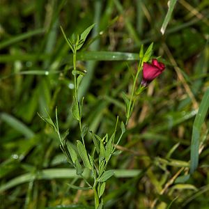 Red_flower_X8097074_08-09-2018-001