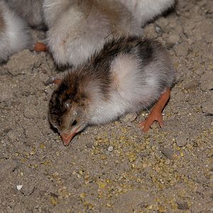 Royal_purple_keet_X8107098_08-10-2018-001