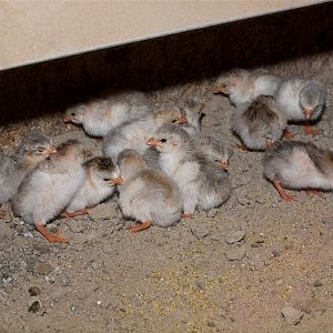 Guinea_keets_X8107095_08-10-2018-001