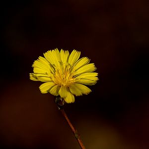 Wild_lettuce_X8087041_08-08-2018-001