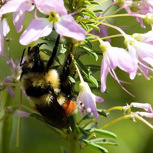 Bumblebee_X8087062_08-08-2018-001