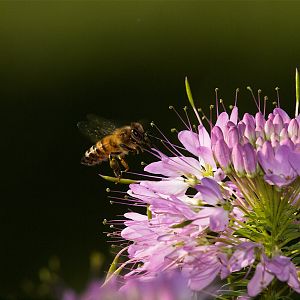 Honeybee_X8087040_08-08-2018-001