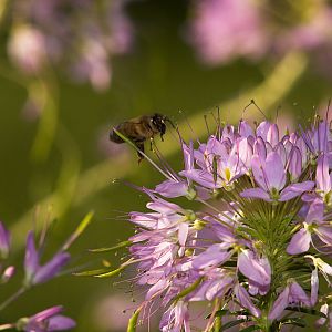 Honeybee_X8097077_08-09-2018-001