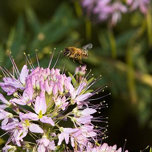 Honeybee_X8097078_08-09-2018-001