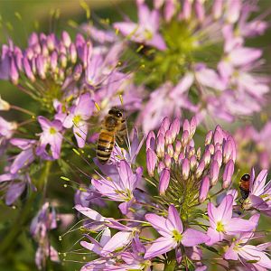 Honeybee_X8097083_08-09-2018-001