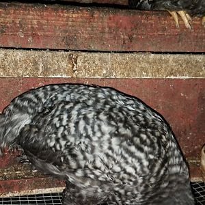 20180806_barred rock