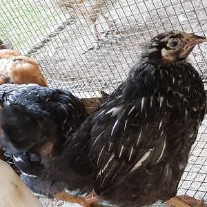 20180720_silver-laced Wyandotte