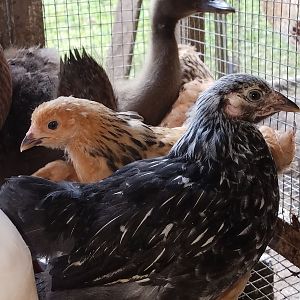 20180720_silver-laced Wyandotte