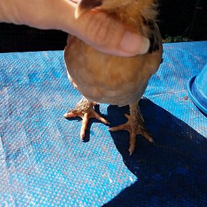 20180718_buff Brahma