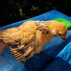20180718_buff Brahma