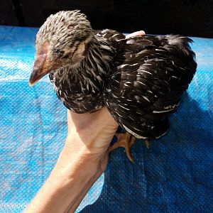 20180718_silver-laced Wyandotte