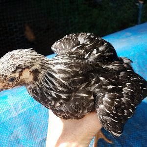 20180718_silver-laced Wyandotte