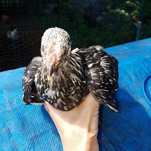 20180718_silver-laced Wyandotte