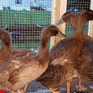 Ducklings