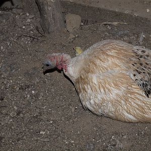 Royal_palm_hen_X8127112_08-12-2018-001