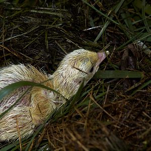 Poult_X8127111_08-12-2018-001